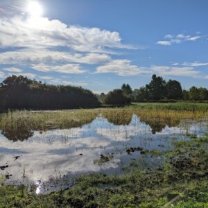 06/09 : Dépression humide remplie après un orage
