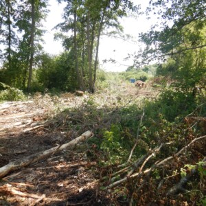 Baron : zone d'abattage sur l'emprise du futur lit