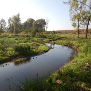 15/09 : reprise naturelle de la végétation