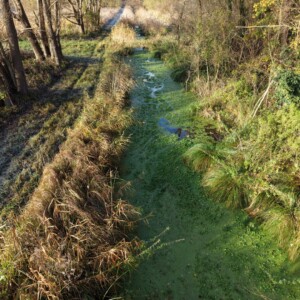 Hydrocotyle sur le canal du milieu à Gouvieux en 2025