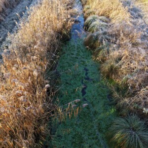 Hydrocotyle sur le canal du milieu à Gouvieux en 2025