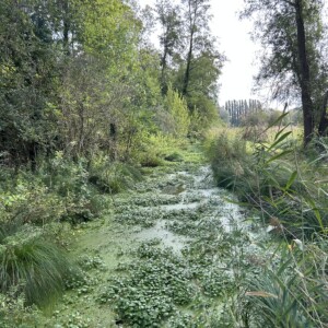 Hydrocotyle sur le canal du milieu à Gouvieux en 2025